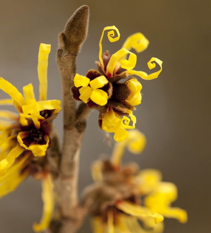 Witch hazel flowers help to restore the skin's vitality - Annie Blume