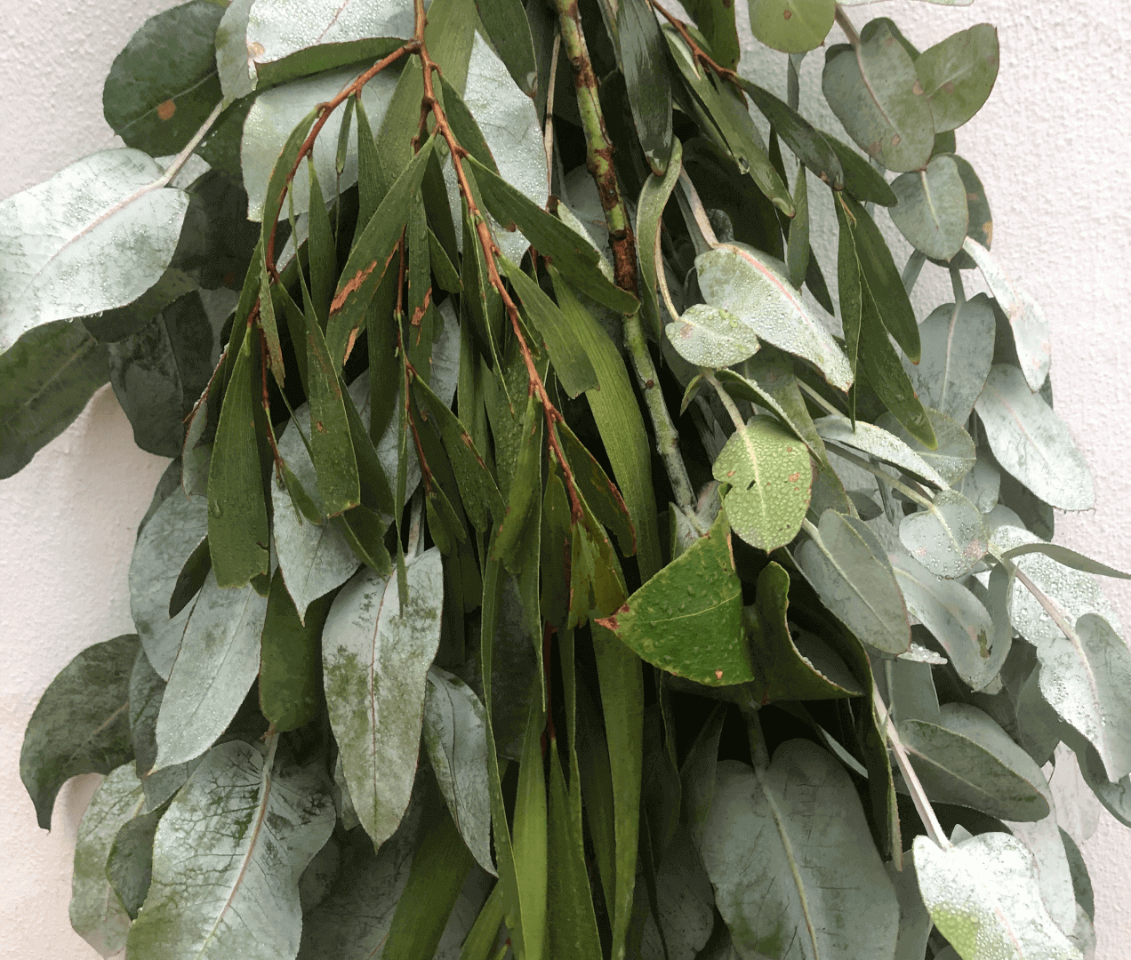 Eucaliptus essential oil - Annie Blume